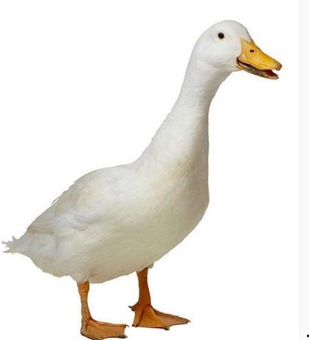 娱乐吃瓜鹅鸭视频,鹅鸭视频带你领略娱乐圈新鲜趣事